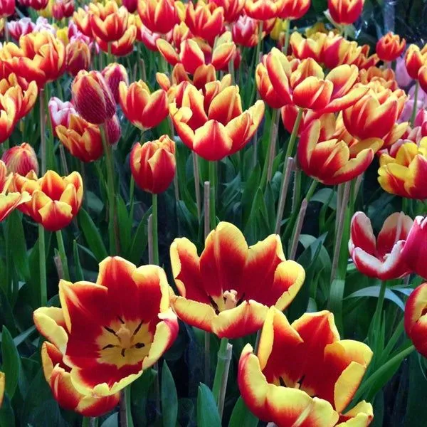 Mercado Jamaica - Venustiano Carranza, Federal District