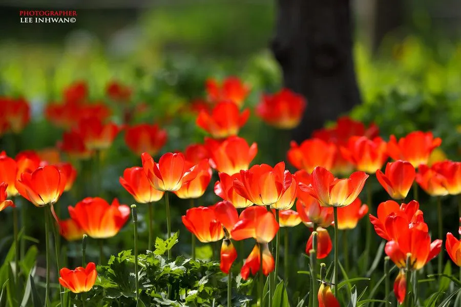 MERIDIANOS: Cómo las flores cambiaron el mundo MERIDIANOS: Cómo las flores cambiaron el mundo