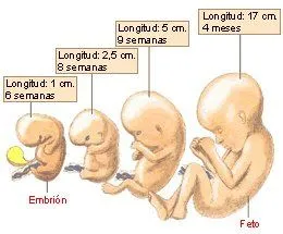 ... estudante que esta de 4 meses de gravidez e que com o auxilio da sua ... estudante que esta de 4 meses de gravidez e que com o auxilio da sua