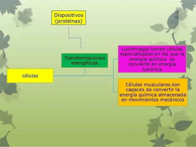 metabolismo-7-12-638.jpg?cb= ...