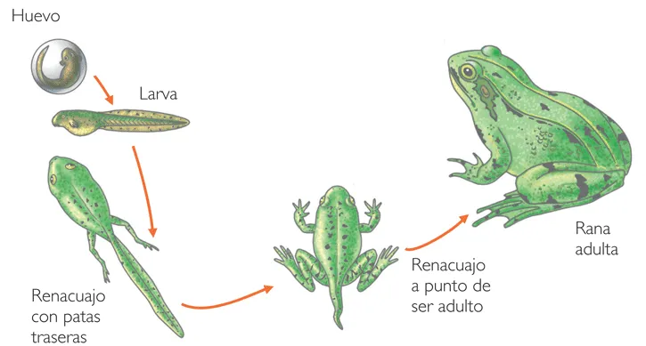 LA METAMORFOSIS EN LOS ANFIBIOS