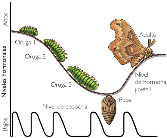 metamorfosis-copmpleja | Biología y Geología "Amor de Dios" Valladolid