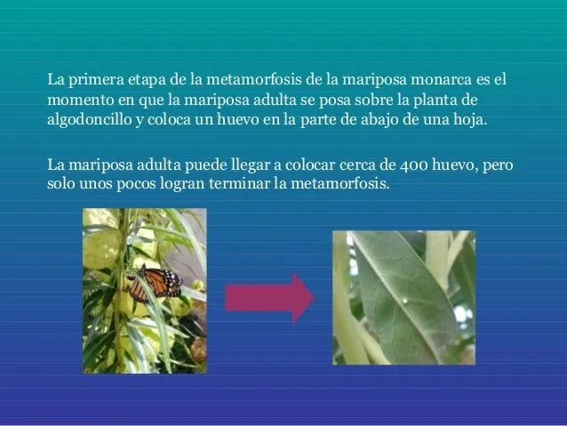 metamorfosis-de-la-mariposa- ...