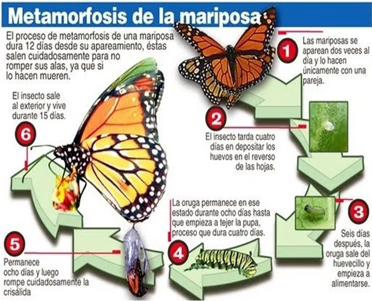 mariposa.jpg