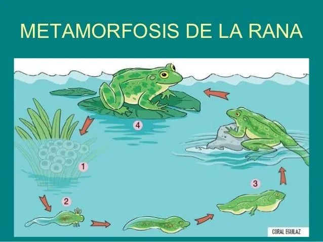metamorfosis-de-la-rana-7-638. ...