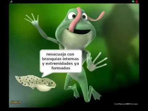 La metamorfosis de la rana - YouTube