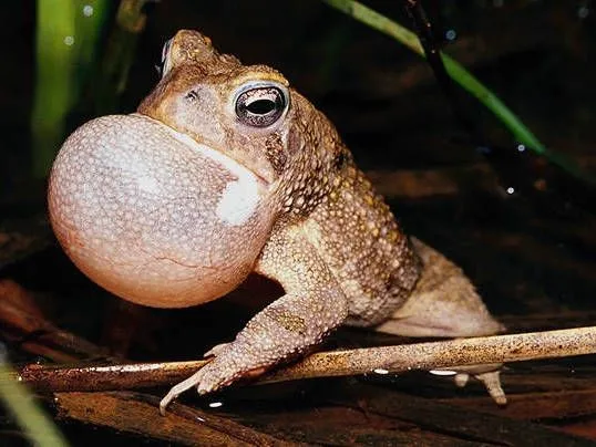 Métase de sapo y muera aplastado