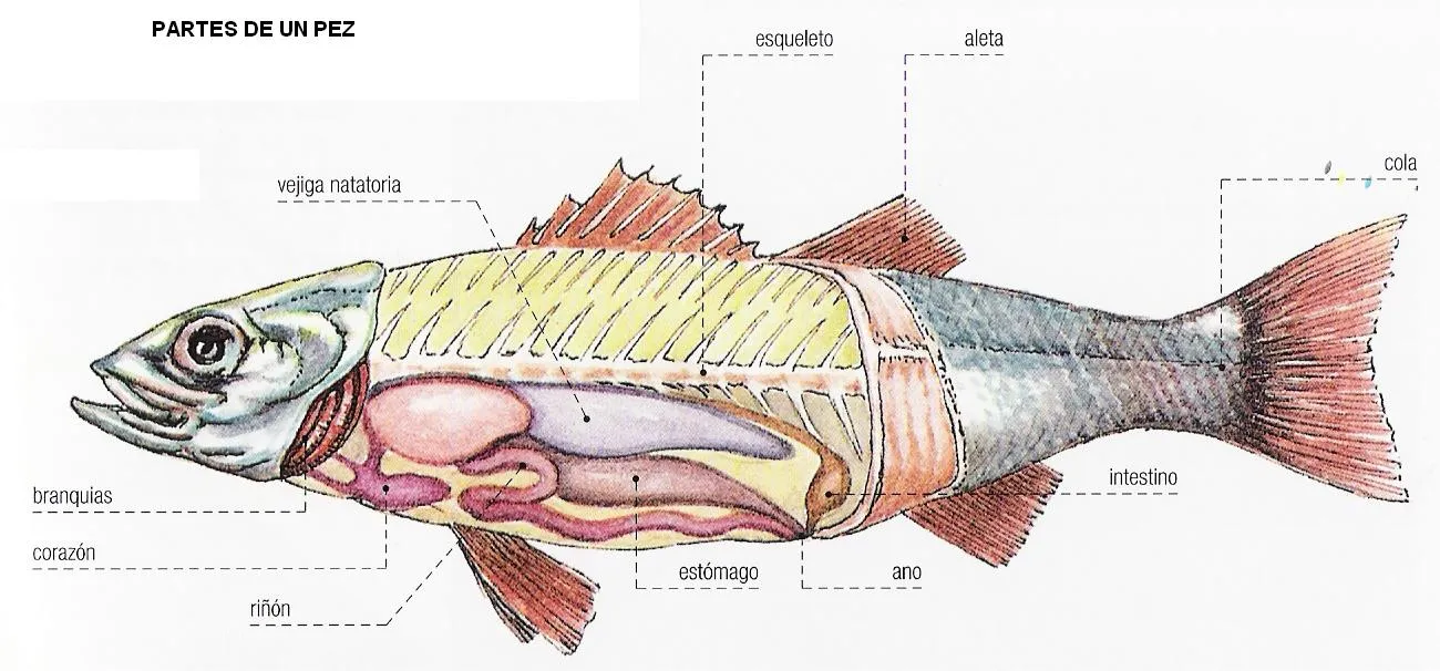 metodos de la ciencia : PARTES DE LOS PECES metodos de la ciencia : PARTES DE LOS PECES
