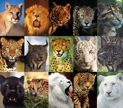 Meu Canto: A fala dos felinos