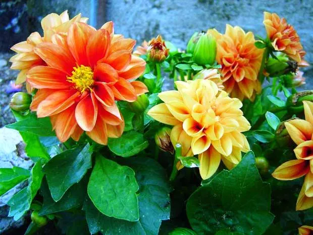 México a través de la mirada de una cubana: Flores de México México a través de la mirada de una cubana: Flores de México