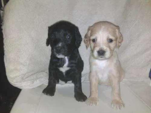 Mezcla de labrador y cocker - Imagui