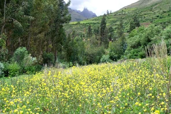 COSAS MIAS...: PAISAJES DE LA SIERRA DEL PERÚ COSAS MIAS...: PAISAJES DE LA SIERRA DEL PERÚ