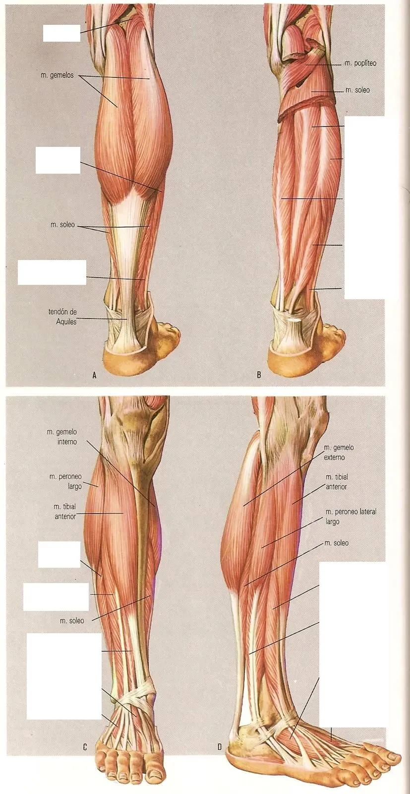 miblogdeanatomía: Músculos del cuerpo humano miblogdeanatomía: Músculos del cuerpo humano