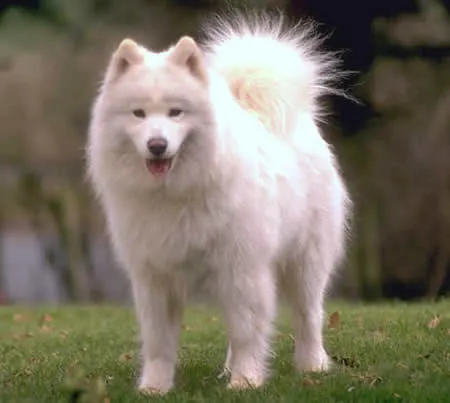 mibloggergost: PERROS