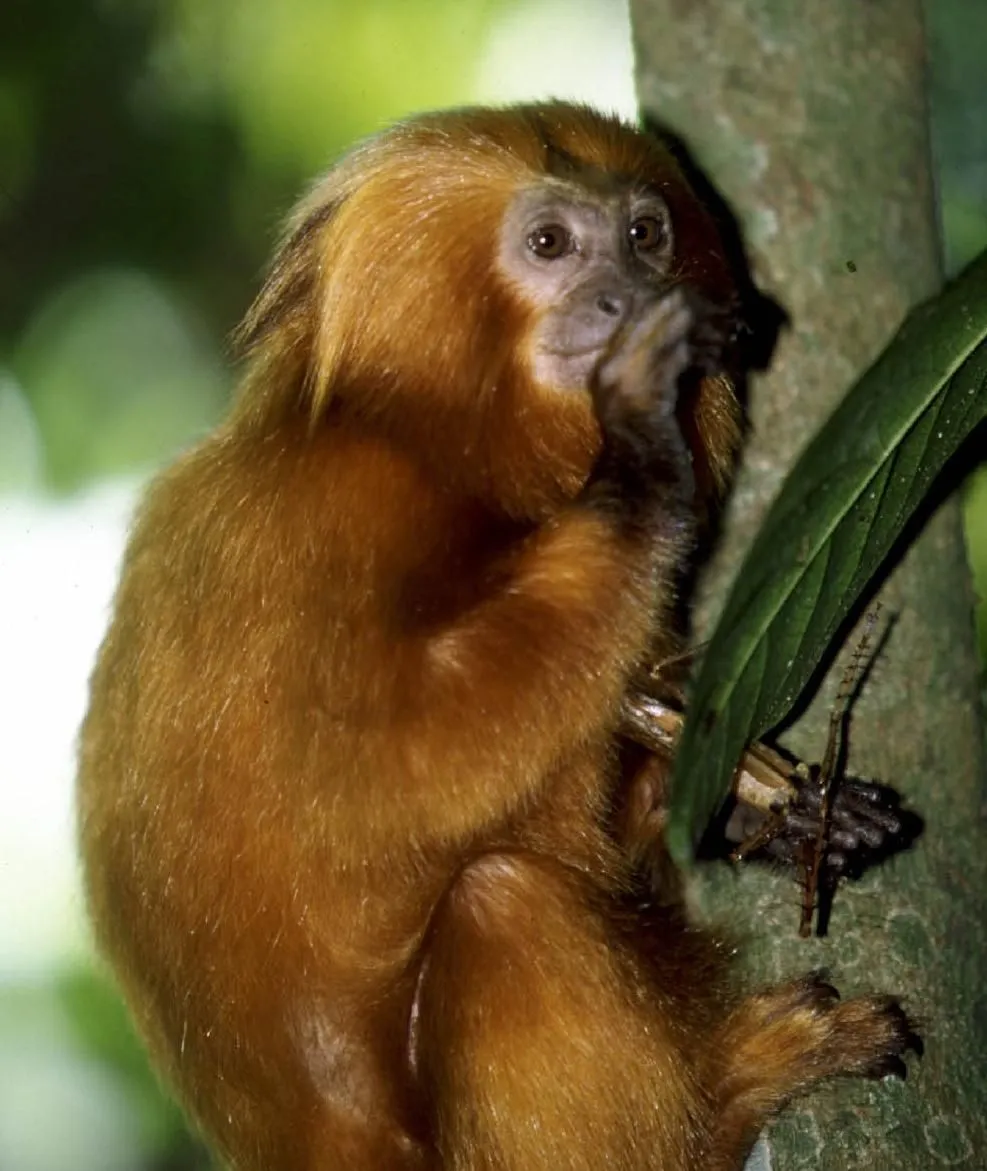 Mico Leão Dourado - Animais Em Extinção | Cultura Mix
