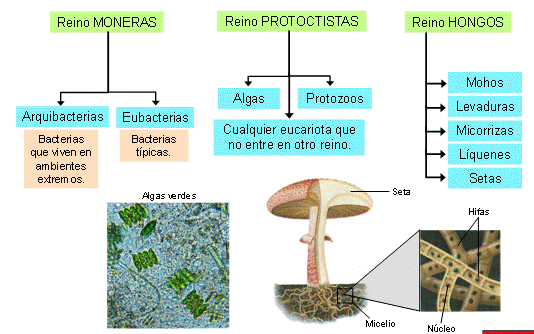 Microbiología de 2º de bachillerato. Cosas de Ciencias. Isabel ...