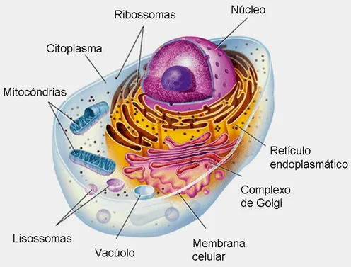 Microbiología 3-G Equipo #2: Célula Vegetal y Animal