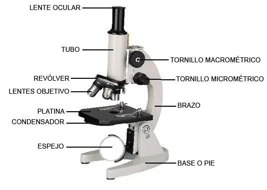 Microbiología: MICROSCOPIO