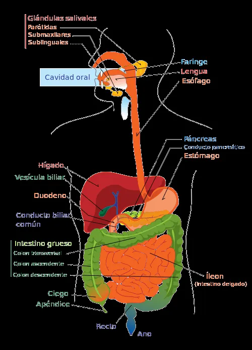 Microbiología del sistema digestivo: la flora intestinal ...