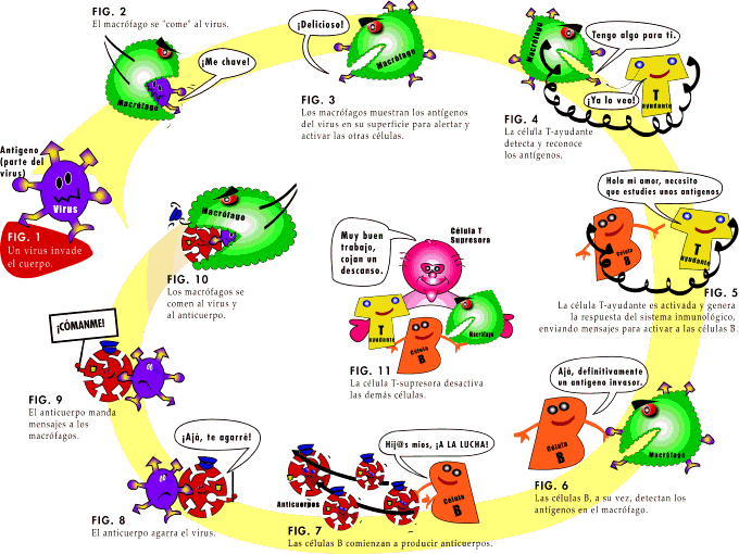 Microorganismos para colorear - Imagui