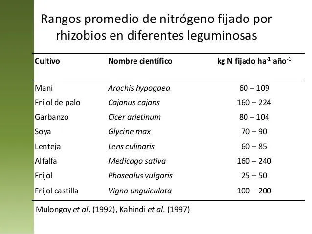 los-microorganismos-de-suelo-y ...