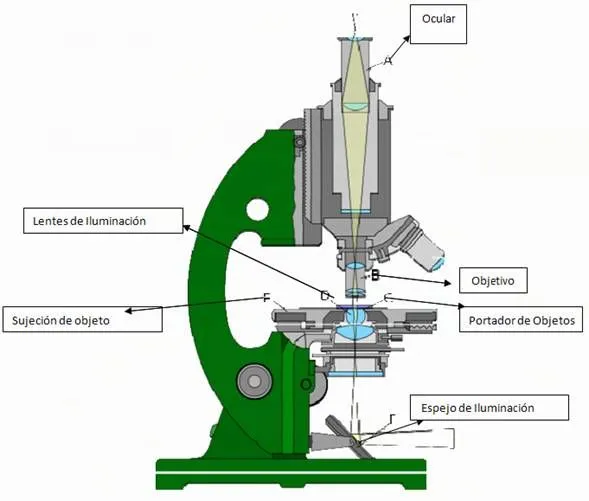 El Microscopio - Monografias.com