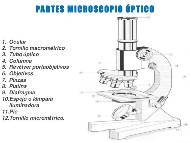 Microscopio óptico dibujo - Imagui