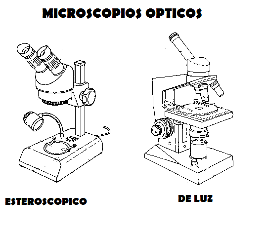 Manual de osteología antropológica (página 2) - Monografias.com
