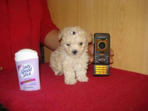 Poodle micro toy en venta - Imagui