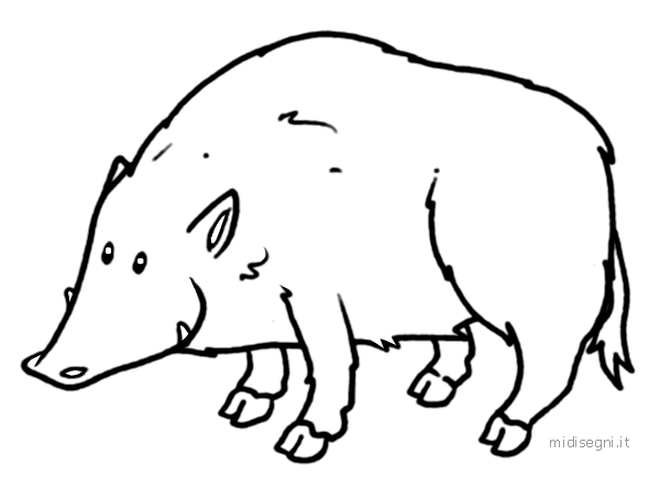 Midisegni