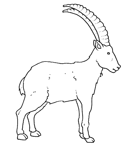 Midisegni