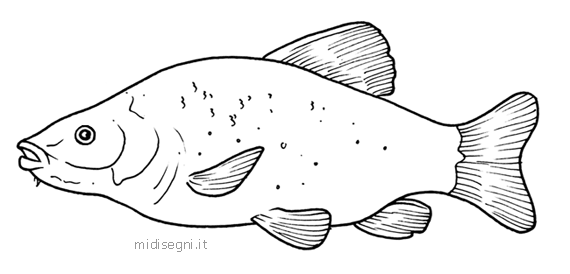 Midisegni.it - Dibujos para colorear