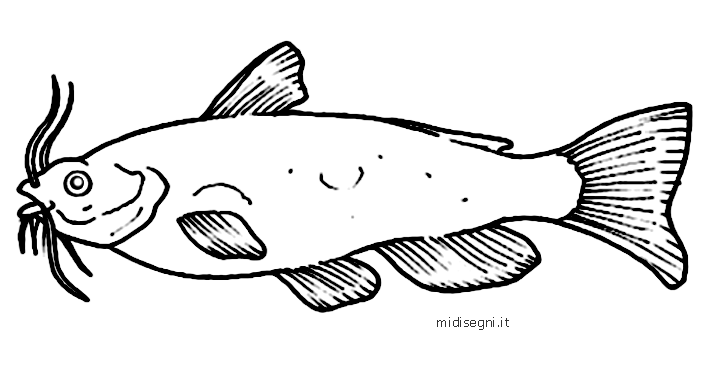 Midisegni.it - Dibujos para colorear