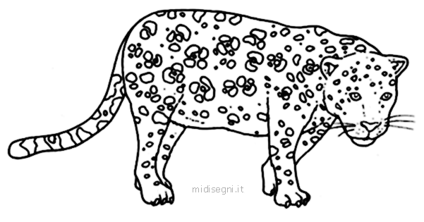 Midisegni.it - Dibujos para colorear