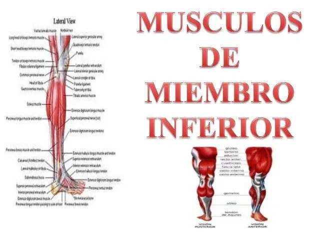 miembro-inferior-completo- ...