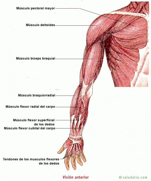 Miembro superior | Para a | Pinterest