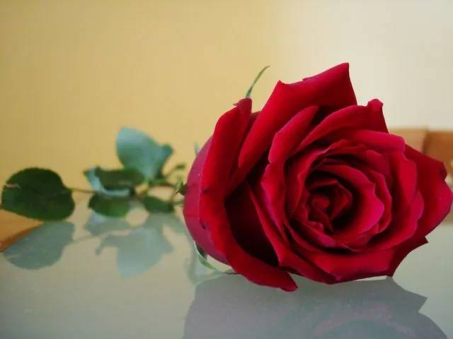 MIENAI KIZUNA: ENTRE ROSAS Y ESPINAS