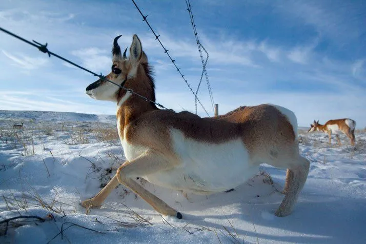 El mundo animal en movimiento · National Geographic en español ...