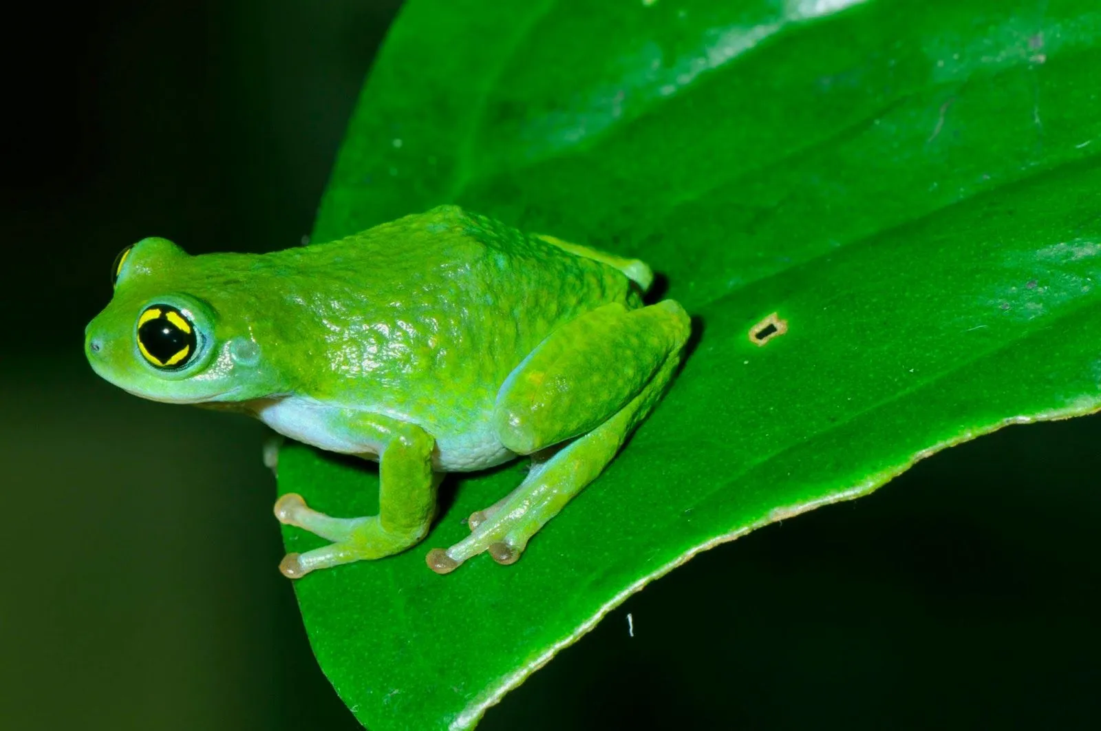 LAS MIL CARAS DE MI CIUDAD: "LA RANA VERDE DE LANEO", artículo del ... LAS MIL CARAS DE MI CIUDAD: "LA RANA VERDE DE LANEO", artículo del ...