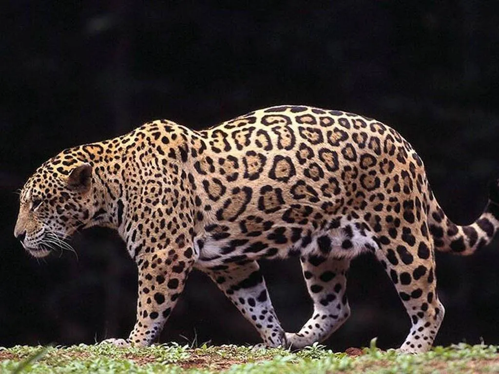 Mil Imágenes: Jaguar