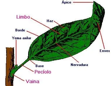 milacapulco: PARTES DE LA HOJA