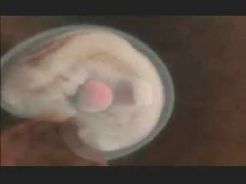 El milagro cotidiano - YouTube