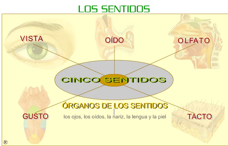 MilagroTIC: C. NATURALES - 5º - TEMA 1 - LA FUNCIÓN DE RELACIÓN ...