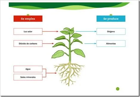 MilagroTIC: TEMA 2 - C. MEDIO - 5º - LAS PLANTAS - NUTRICIÓN ...