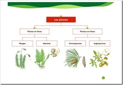 MilagroTIC: TEMA 2 - C. MEDIO - 5º - LAS PLANTAS - NUTRICIÓN ...