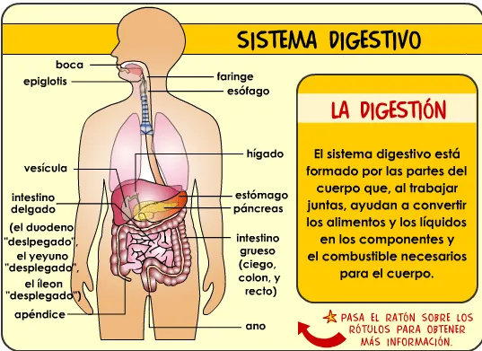 El aparato digestivo y sus partes para niños de pimaria para ...