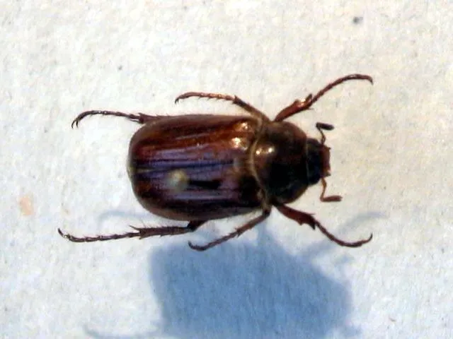 MILLONES DE INSECTOS!!! | Webquest: Concepto, Origen, Estructura ...