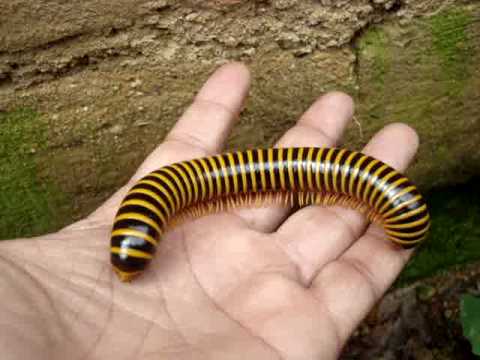 Milpies gigantes milipedos cien pies giant milipides Guatemala ... Milpies gigantes milipedos cien pies giant milipides Guatemala ...