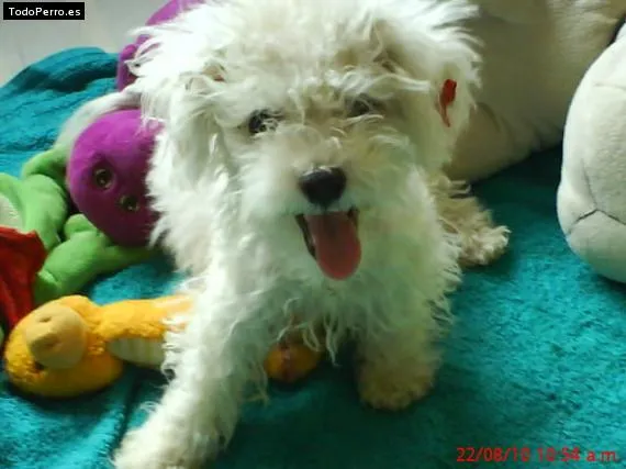 Raza de perro fresh poodle - Imagui