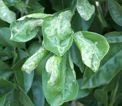 El Minador de la Hoja de los Cítricos « Citricas. El Minador de la Hoja de los Cítricos « Citricas.